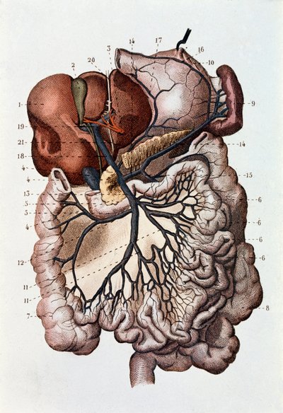Az emberi agy, az agyféltekék és a kisagy vizsgálata (metszet alkotó: Unknown artist