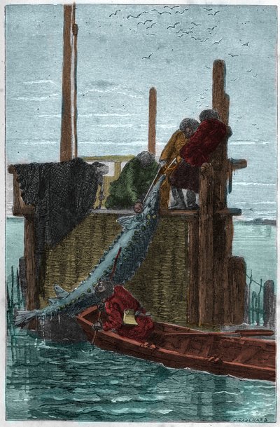 Tokhal horgászat a Volga folyóban. (Sturgeon) (Acipenser sturio) alkotó: Unknown artist