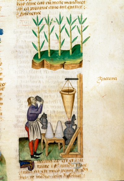 Cukornád és cukorkúp kereskedő Gyógynövények leírása és elkészítési módja. Pedanius Dioscorides (Dioscorides) (i.sz. 40-90) kéziratos oldal: „Füszernövények finomságai”” (Tractatus de herbis) alkotó: Unknown artist