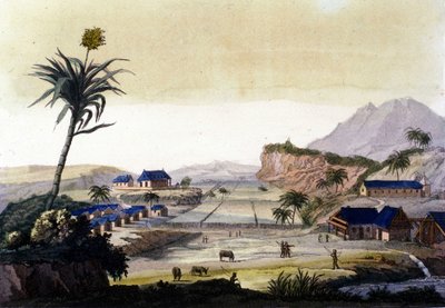 Cukornádtermesztés Dél-Amerikában alkotó: Unknown artist