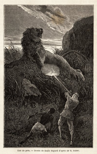Napkeltekor a túra során meglepett oroszlán a szerző lelövi és megsebesíti az állatot. Sir Samuel W. Baker 1861–62-es metszete a Nílus abesszin mellékfolyóinak feltárását szemléltetve, megjelent a „Le tour du monde” 1870-1871-ben, szerk. alkotó: Unknown artist