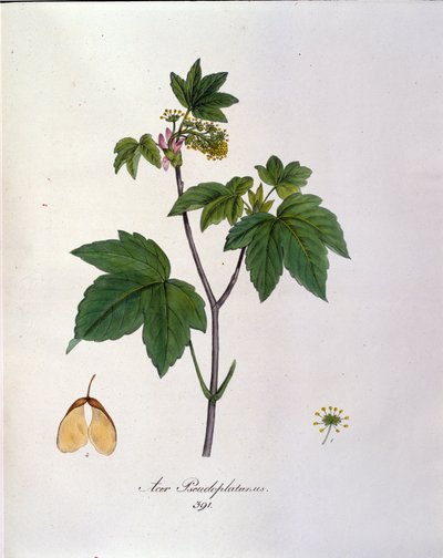 Sycamore Maple Branch. Botanikai tábla egy herbáriumból a 19. század elejéről. alkotó: Unknown artist