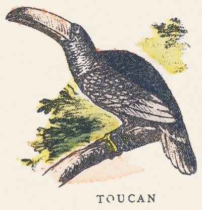 T: tukán alkotó: Unknown artist