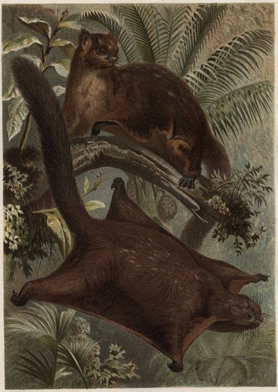 Taguan (repülő mókus) (Sciuridae család) - Mókus (repülőmókus) - metszet Alfred Edmund Brehm (1829-1884) „” Brehm