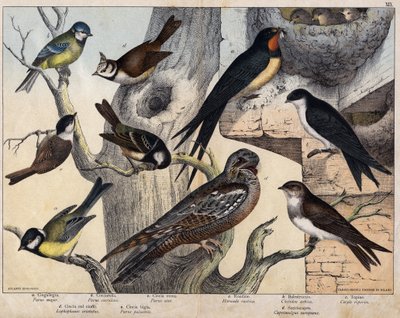 A baloldal 5 madara- a: fecske (Parus major), b: kékszemű (Parus coreulus), c: fekete szőrű (Parus ater), d: fekete szemű (Lopophanes cristatus), e: fekete szemű (Parus palustris) A jobboldal 4 madara- a: rusztikus fecske (Hirondo rustica), b: fecske alkotó: Unknown artist