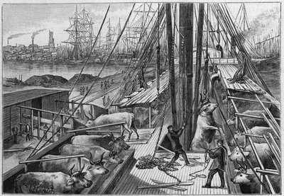 A „Bellenden” angol gőzhajó 90 ökröt szállított Argentínából, január 18-án érkezett Dunkerque kikötőjébe. alkotó: Unknown artist