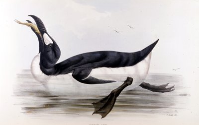 Az óriáspingvin (Alca Impennis) – Európa madarai című filmben, John Gould, London alkotó: Unknown artist
