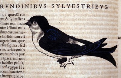 Conrad Gesner (1516-1565), Tiguri: The Swift in Historia Animalium alkotó: Unknown artist