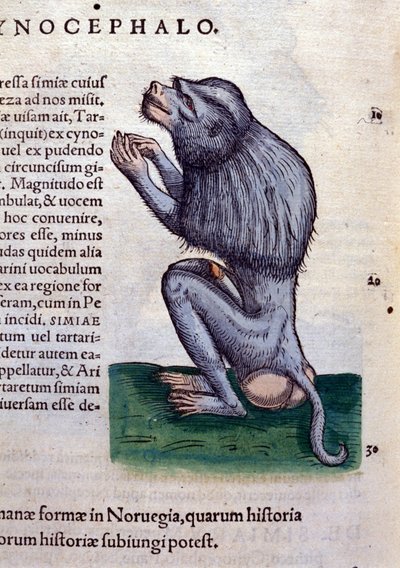 A pávián az állatok története nyomán Konrad Gesner, Tiguri alkotó: Unknown artist