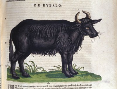 A bivaly a Historia animalium után, Konrad Gesner, Tiguri alkotó: Unknown artist
