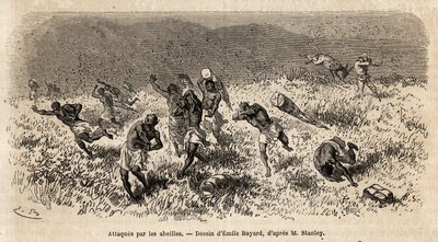 Henry Morton Stanley expedíciójának (1841-1904) szállítókaravánját a Misonghi úton (Kelet-Afrika) egy méhfelhő támadta meg. Metszet a közép-afrikai Livingstone-t kereső utazás illusztrálására Henry Stanleytől, az ország tudósítójától alkotó: Unknown artist