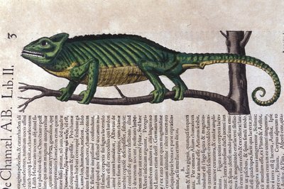 A kaméleon a Historia animalium után, Konrad Gesner, Tiguri alkotó: Unknown artist