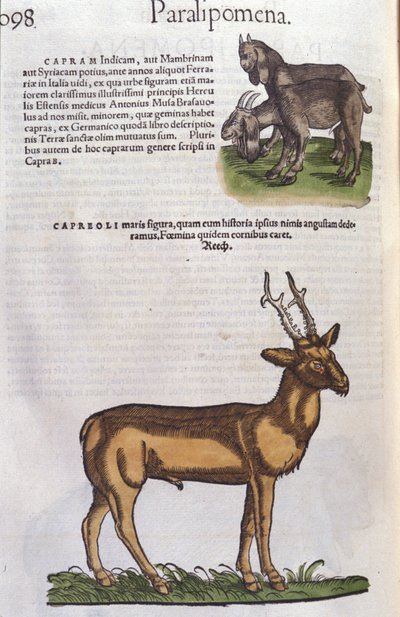 Conrad Gesner (1516-1565), Tiguri: A szarvas az állatok történetében alkotó: Unknown artist