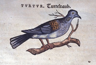 A galamb – Konrad Gesner, Tiguri Historia animaliumból alkotó: Unknown artist