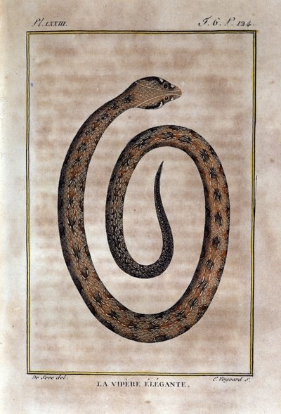 Az elegáns vipera. Georges Louis Leclerc természettudós, Buffon grófja (1707 - 1788) természettörténeti árulásából vett lemez. 19. század alkotó: Unknown artist