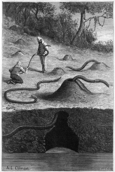 A gigantikus giliszta Ausztráliából: „Megascolides australis””. Metszet a "természetbe": 1889. április 13-i áttekintés a tudományokról és alkalmazásukról a művészetben és az iparban. alkotó: Unknown artist