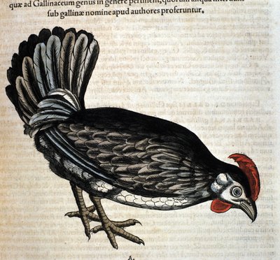 A tyúk a Historia Animalium után, Conrad Gesner, Tiguri 1560. Biblioteca Nazionale Braidense. Milánó alkotó: Unknown artist