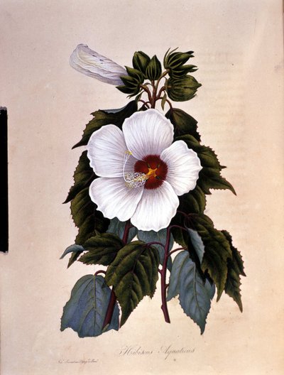 Az ibiszkusz. Botanikai tábla. alkotó: Unknown artist