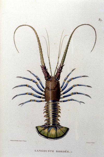 A homár. 19. század alkotó: Unknown artist