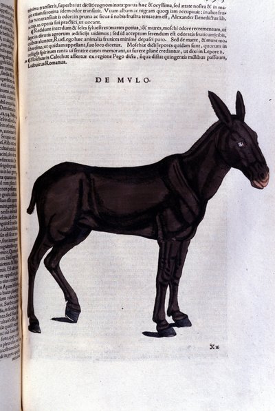 A márna a Historia animalium után, Konrad Gesner, Tiguri alkotó: Unknown artist