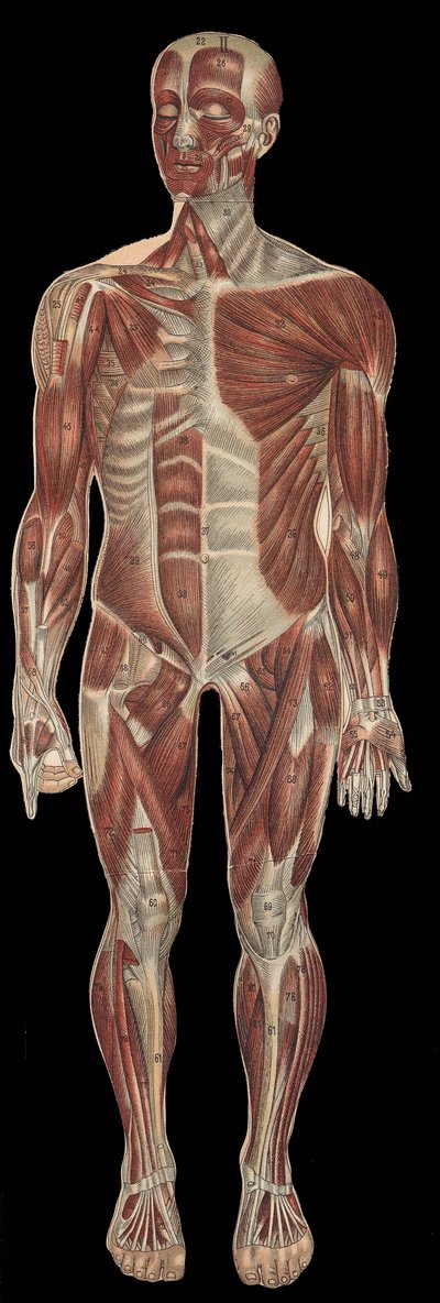 A fej, a törzs és a végtagok izmai a test elülső részén.in „” The new natural medicine”” by F.E. Bilz.1898. alkotó: Unknown artist