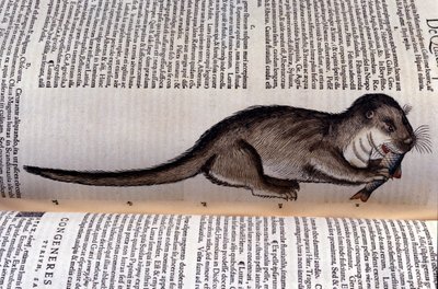 A vidra - Historia Animalium, Conrad Gesner (1516-1565), Tiguri alkotó: Unknown artist