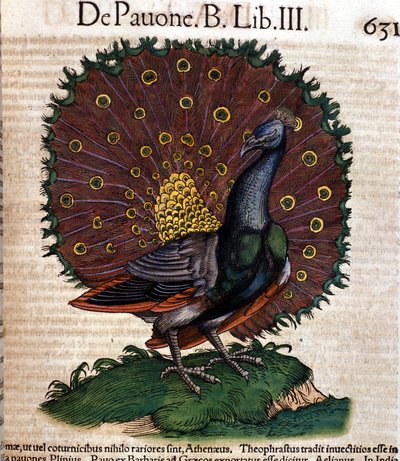 A páva a Historia Animalium után, Conrad Gesner, Tiguri, 1560. Biblioteca Nazionale Braidense. Milánó alkotó: Unknown artist