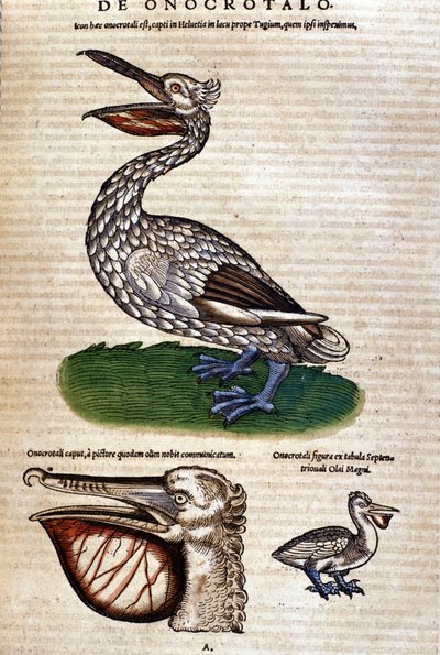 A Pelikán Konrad Gesner, Tiguri "Az állatok története" című filmből alkotó: Unknown artist