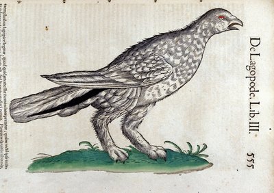 Conrad Gesner (1516 - 1565), Tiguri: A ptarmigan az állatok történetében alkotó: Unknown artist