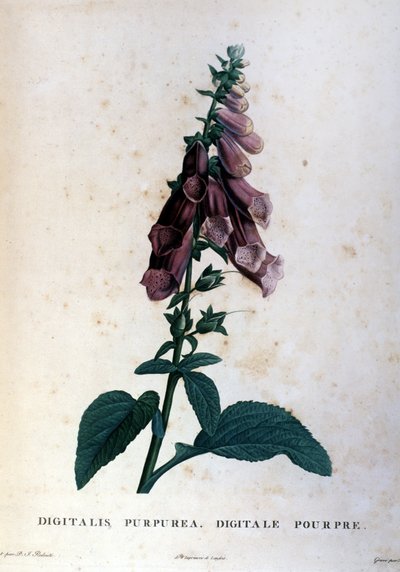 A lila digitális. 19. századi herbárium. alkotó: Unknown artist