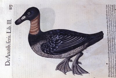 A vörösnyakú kacsa a Historia animalium nyomán, Konrad Gesner, Tiguri alkotó: Unknown artist