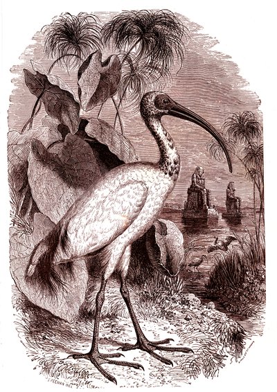 The sacred ibis of egyptians alkotó: Unknown artist