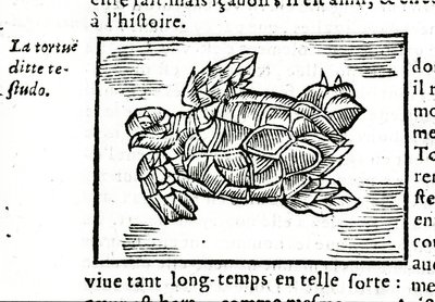 A tengeri teknős Gerolamo Cardano (Cardanus Hieronymus) (Cardan) „De la subtlite” értekezése nyomán, amelyet Rouenben nyomtattak 1642-ben. alkotó: Unknown artist