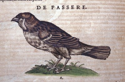 A veréb a Historia Animaliumban, Conrad Gesner (1516-1565), Tiguri alkotó: Unknown artist