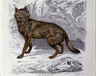A farkas. Georges Louis Leclerc természettudós, Buffon grófja (1707 - 1788) természetrajzi gyűjteményéből vett lemez. 19. század alkotó: Unknown artist
