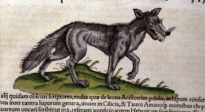 A farkas a Historia Animalium után, Conrad Gesner, Tiguri, 1560. Biblioteca Nazionale Braidense. Milánó alkotó: Unknown artist
