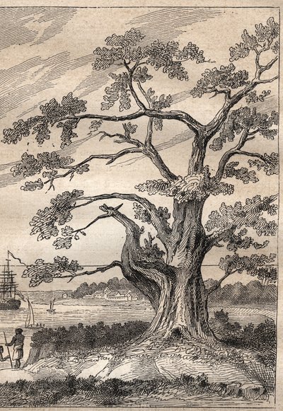 James Cook kapitány (1728-1779) harmadik útja (1776-1779): fa, amely alatt Cook megfigyelte a Vénusz áthaladását – az illusztráció a „18. századi nagy tengerészek” c. alkotó: Unknown artist