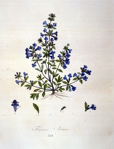 Kakukkfű. 19. századi metszet. alkotó: Unknown artist