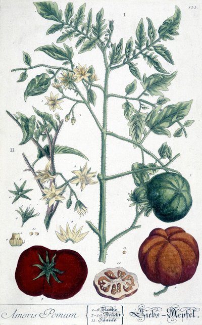Paradicsom, botanikai tábla alkotó: Unknown artist