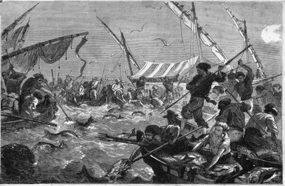 Tonhalhalászat (Pesca al tonno) Provence partjainál. alkotó: Unknown artist