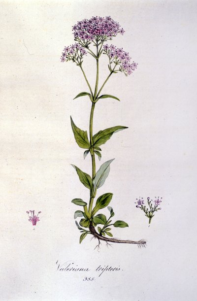 Macskagyökér. 19. századi metszet. alkotó: Unknown artist