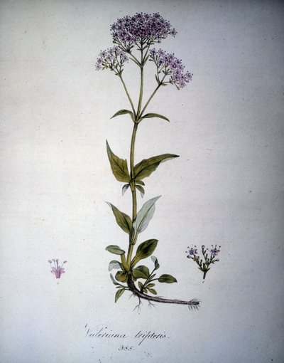 Valeriana mauve vagy Valeriana tripteris. 19. századi herbárium. alkotó: Unknown artist