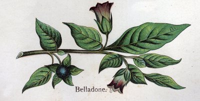 Venenos botanikai növények: Belladonna. Friedrich Eduard Bilz (1842-1922) vésése „A természetes gyógymód”-ba alkotó: Unknown artist