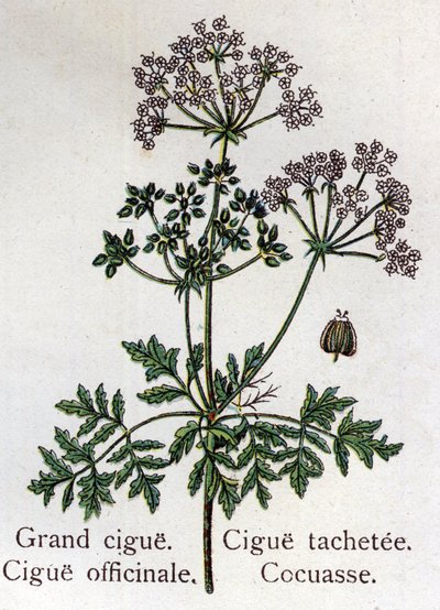 Mérgező botanikai növények: nagy, hivatalos, pác és cocasse. Friedrich Eduard Bilz (1842-1922) vésése „La medicine naturelle”-ba alkotó: Unknown artist