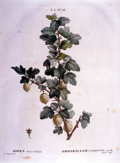 Fehér ribizli vagy makréla: 19. századi botanikai tábla. alkotó: Unknown artist