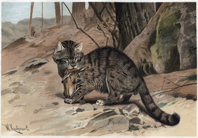 Vadmacska – A vadmacska (Felis silvestris) – metszet Alfred Edmund Brehm (1829–1884) „Brehm állatok élete” című könyvéből alkotó: Unknown artist