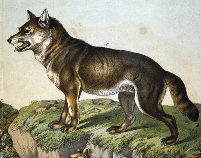 Farkas - in „” Az emlősök természetrajza””, szerk. Schreiber, München alkotó: Unknown artist