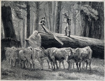 Favágók egy vörösfenyő erdőben Kaliforniában - metszet alkotó: Unknown artist