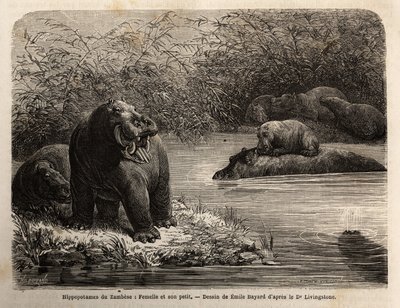 Zambiai víziló: nőstény és fiai felfrissülnek a folyóban. Metszet Dr. Livingstone első dél-afrikai útjainak illusztrálására 1840 és 1856 között, a „Le tour du monde, nouveau Journal des voyages” című kiadványban, amely Edouard Cha irányítása alatt jelent m alkotó: Unknown artist