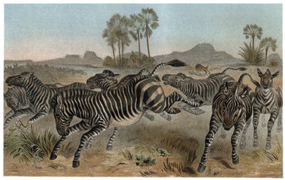 Zebre – Zebrák – afrikai lófélék (lófélék) – metszet Alfred Edmund Brehm (1829-1884) „” Brehm